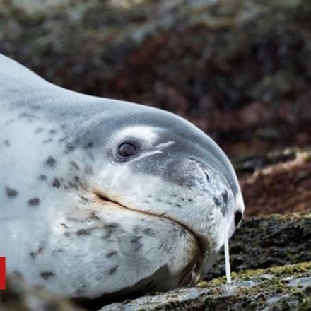 Memory stick found in frozen seal poo