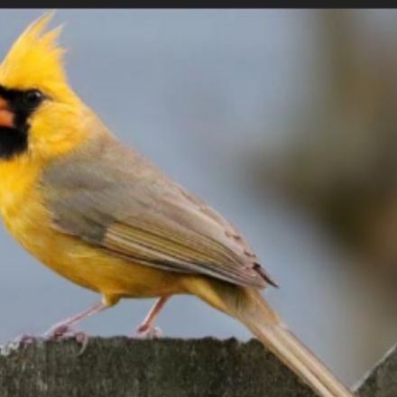 'One in a Million' Yellow Cardinal Spotted