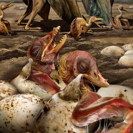 Hundreds of Pterosaur Eggs Found in Record-Breaking Fossil Haul