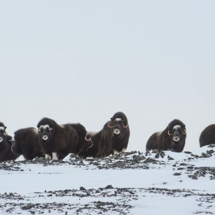 In the Arctic, More Rain May Mean Fewer Musk Oxen