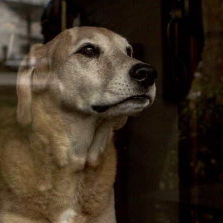 Opinion | The Pain of Loving Old Dogs