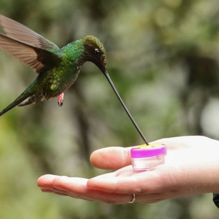 Hand-Feeding Hummingbirds: You Can Do It, but Should You?