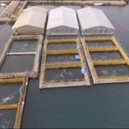 Time running out for orcas, belugas trapped in icy 'whale jail'