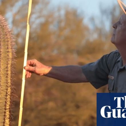 'Yanked from the ground': cactus theft is ravaging the American desert