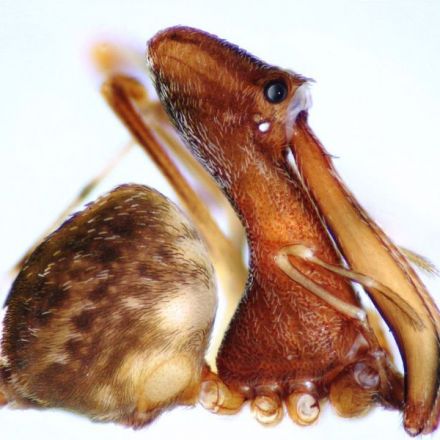 Madagascar's Ancient 'Pelican Spiders' Are As Striking As They Are Strange