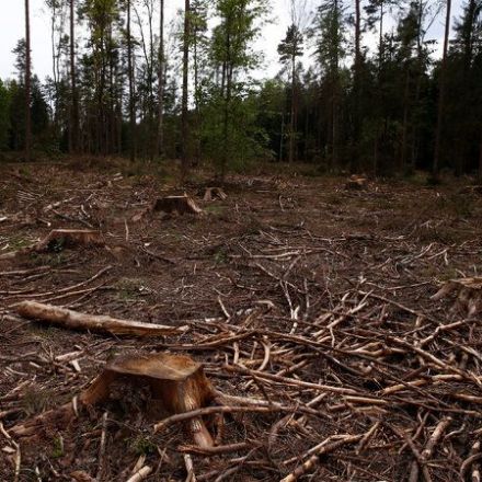 In Poland, a Battle for the Fate of Europe’s Last Ancient Forest