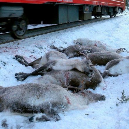 ‘It Was a Blood Bath’: Freight Trains Kill 110 Reindeer in Norway