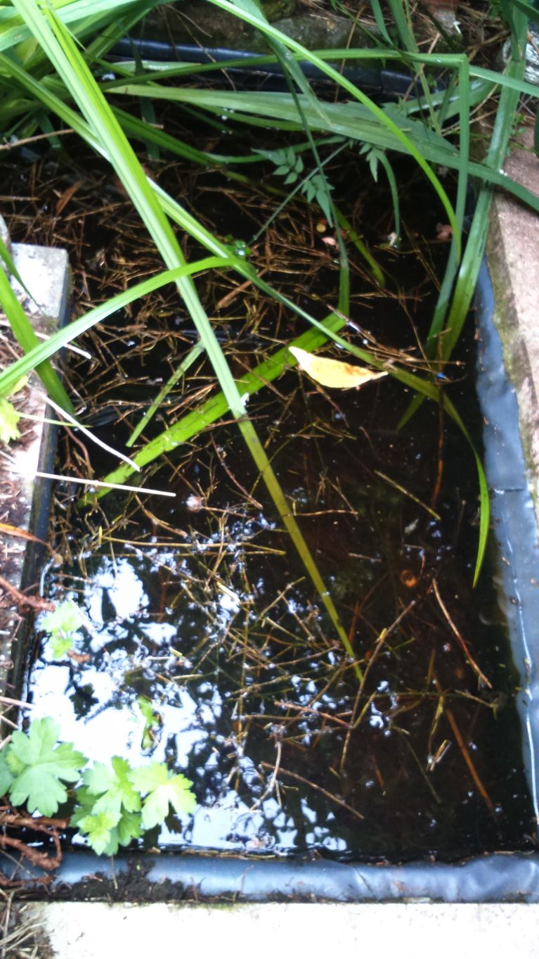 My Pond. Not very big, soft water (slightly acidic) quite shallow due to rotting vegetation. Newt heaven, apparently! :)
