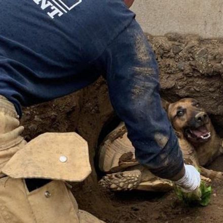 Firefighters Rescue German Shepherd, Tortoise From Hole in Fontana