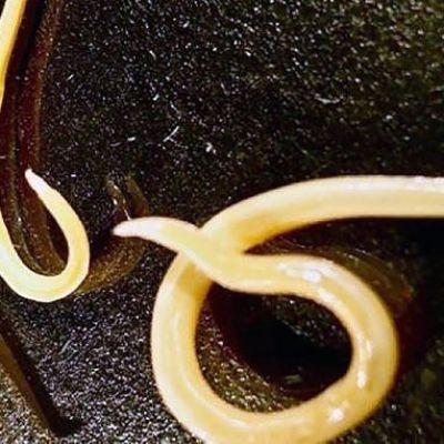 These Worms Unfrozen After More Than 30,000 Years Are Now The Oldest Living Animals On Earth