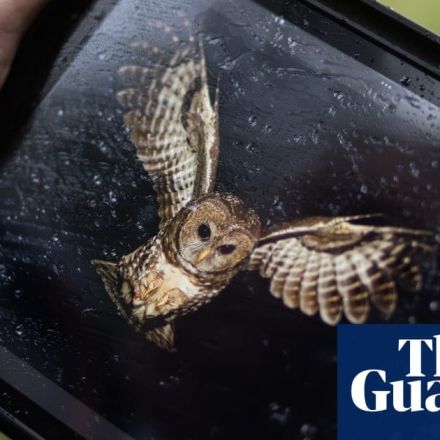 ‘All I see are ghosts’: fear and fury as the last spotted owl in Canada fights for survival