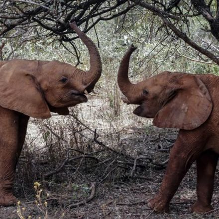 Kenya's elephant numbers double over three decades