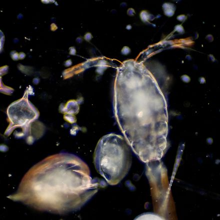 Beware of bad science reporting: No, we haven’t killed 90% of all plankton
