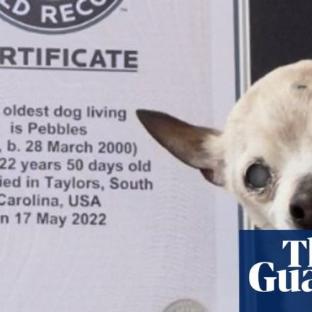 Pebbles, 22, unseats TobyKeith the chihuahua as world’s oldest dog