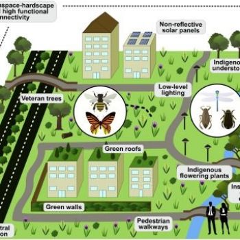 Save the Insects, Save Ourselves: Researchers Sound Alarm on Bugpocalypse
