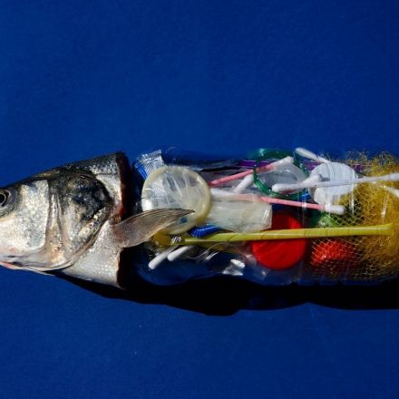 Ocean plastic pollution is filtering up into the fish that we eat