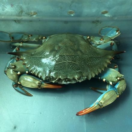 ‘Hide or Get Eaten,’ Urine Chemicals Tell Mud Crabs