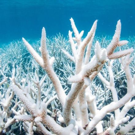 Australia's Great Barrier Reef status lowered to "critical" and deteriorating