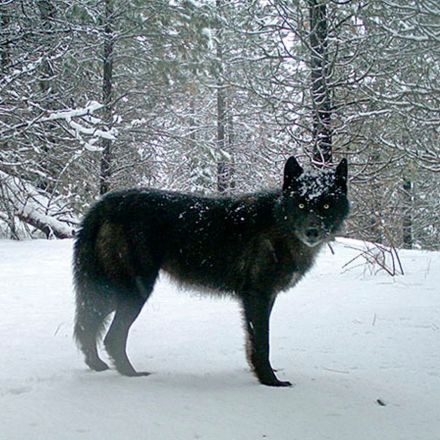 Gray Wolves To Be Removed From Endangered Species List