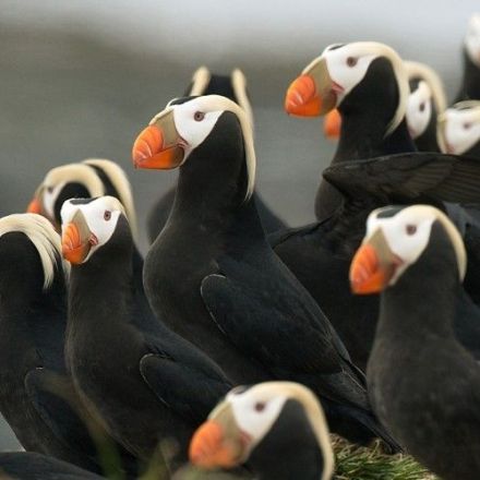 Why Hundreds of Puffins Washed Up Dead on an Alaskan Beach