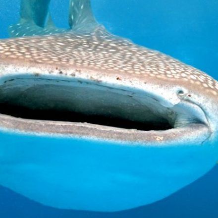 In a Historical Agreement, Several Sharks Just Received Major Worldwide Protection