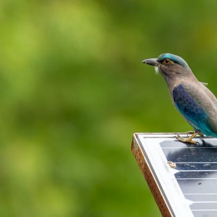 Win-win: how solar farms can double as havens for our wildlife
