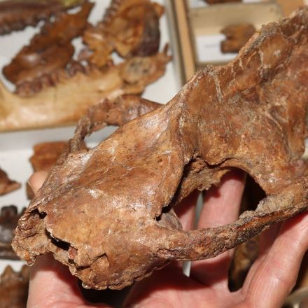 Mammals’ bodies outpaced their brains right after the dinosaurs died
