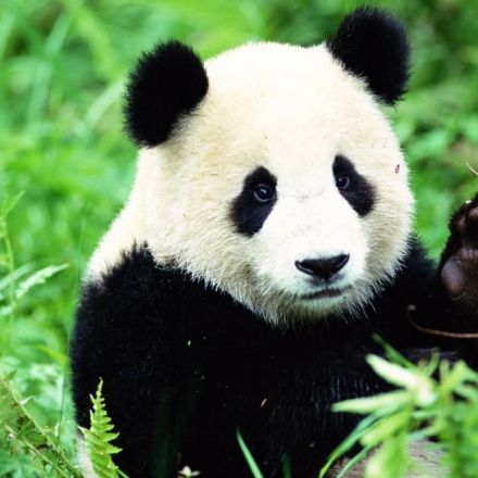 Panda no longer Endangered – Iconic species is one step further away from extinction