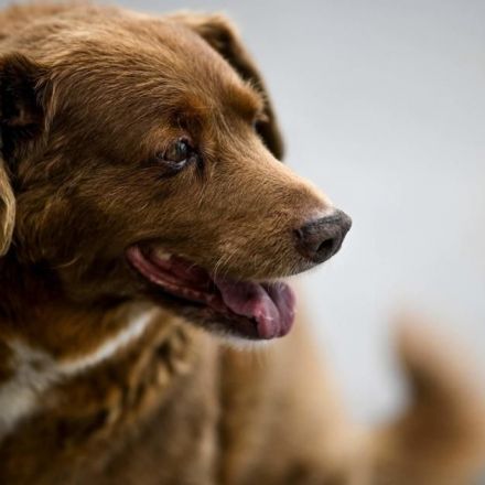 Bobi, the world's oldest dog, turns 31 years old