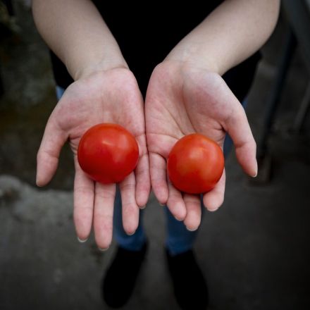 CRISPR tomatoes genetically engineered to be richer in vitamin D