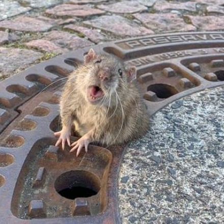 Fat rat stuck in manhole rescued by firefighters in Germany