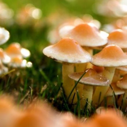 A city in Michigan just decriminalized magic mushrooms