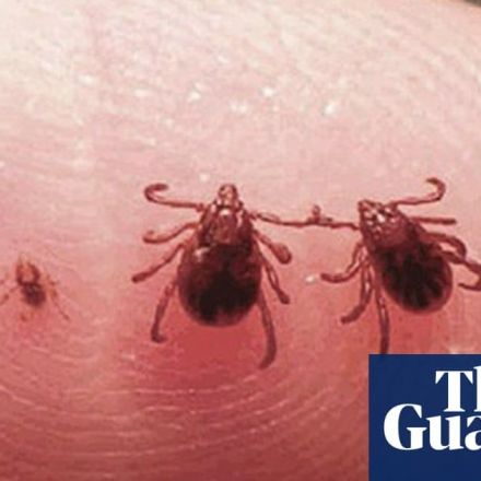 Study finds ticks choose humans over dogs when temperature rises