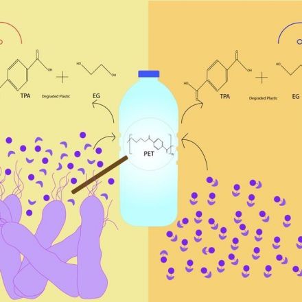 Plastic Eating Bacteria - Reengineering for Efficiency