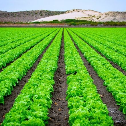 Reversing climate change with net-zero farming