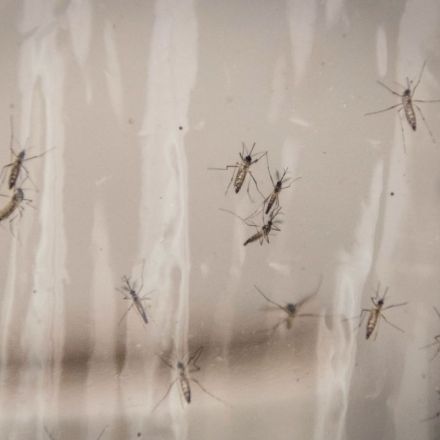 Google Has a Plan to Eliminate Mosquitoes Around the World