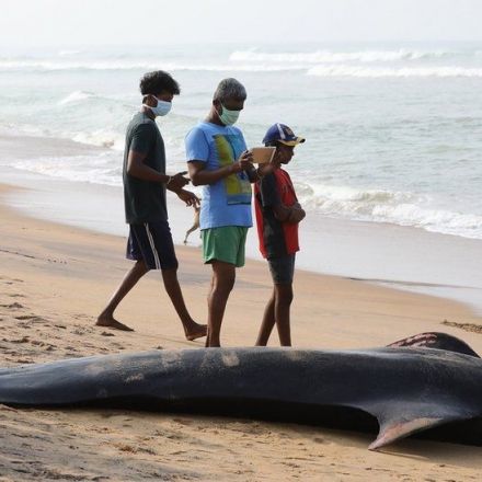 More than 100 beached whales saved off Sri Lanka