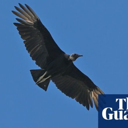 Bird flu has killed 700 wild black vultures, says Georgia sanctuary