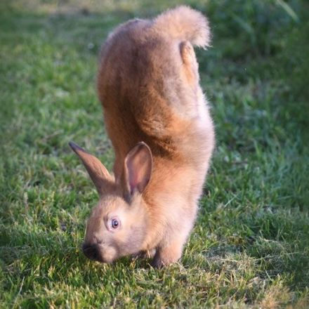 A gene defect may make rabbits do handstands instead of hop