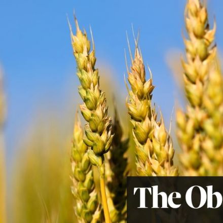 ‘Holy grail’ wheat gene discovery could feed our overheated world