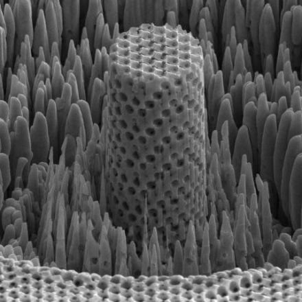 'Metallic wood' has the strength of titanium and the density of water