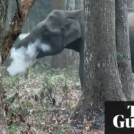 Elephant 'smoking' footage baffles experts