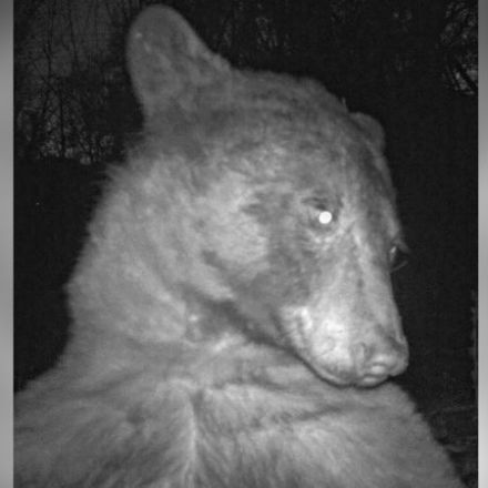 Colorado wildlife camera accidentally captures hundreds of adorable 'bear selfies'
