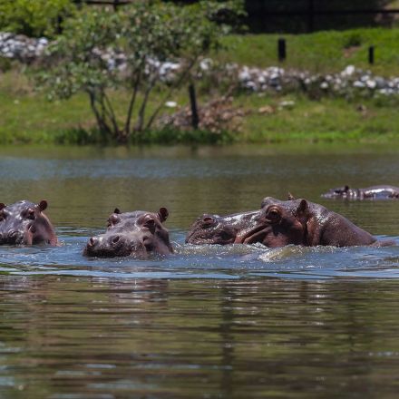 Pablo Escobar's 'Cocaine Hippos' Become First Animals in U.S. to Be Considered Legal 'Persons'