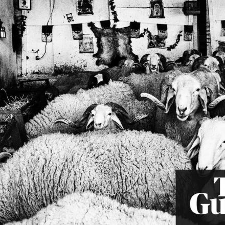 The brutal world of sheep fighting: the illegal sport beloved by Algeria’s 'lost generation'