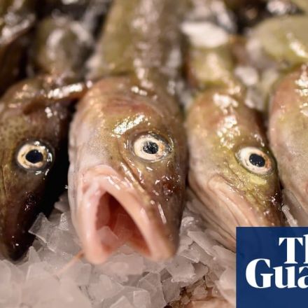 North Sea cod at critically low levels, study warns