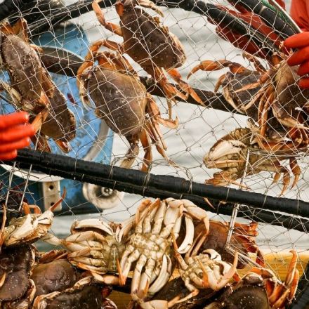 Alaska Canceled Snow Crab Season for the First Time Ever Because All the Crabs Are Gone
