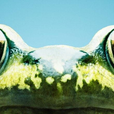 Scientists see a strange — and worrying — climate change effect in frogs