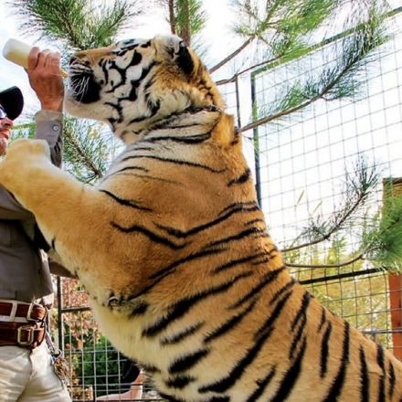 After ‘Tiger King,’ Celebrities Rally Around Passage of Big Cat Public Safety Act