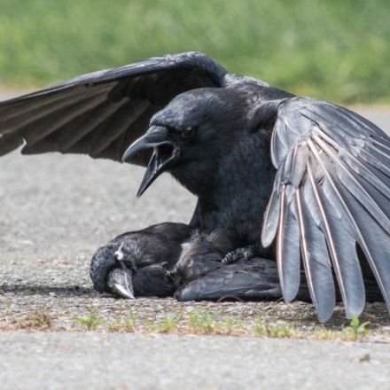 Crows Sometimes Have Sex With Their Dead